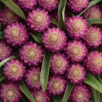 Almanac Planting Co: Square close-up of purple Gomphrena flowers with layered bracted blooms and green foliage, ideal for dried flower projects and cut-flower arrangements.
