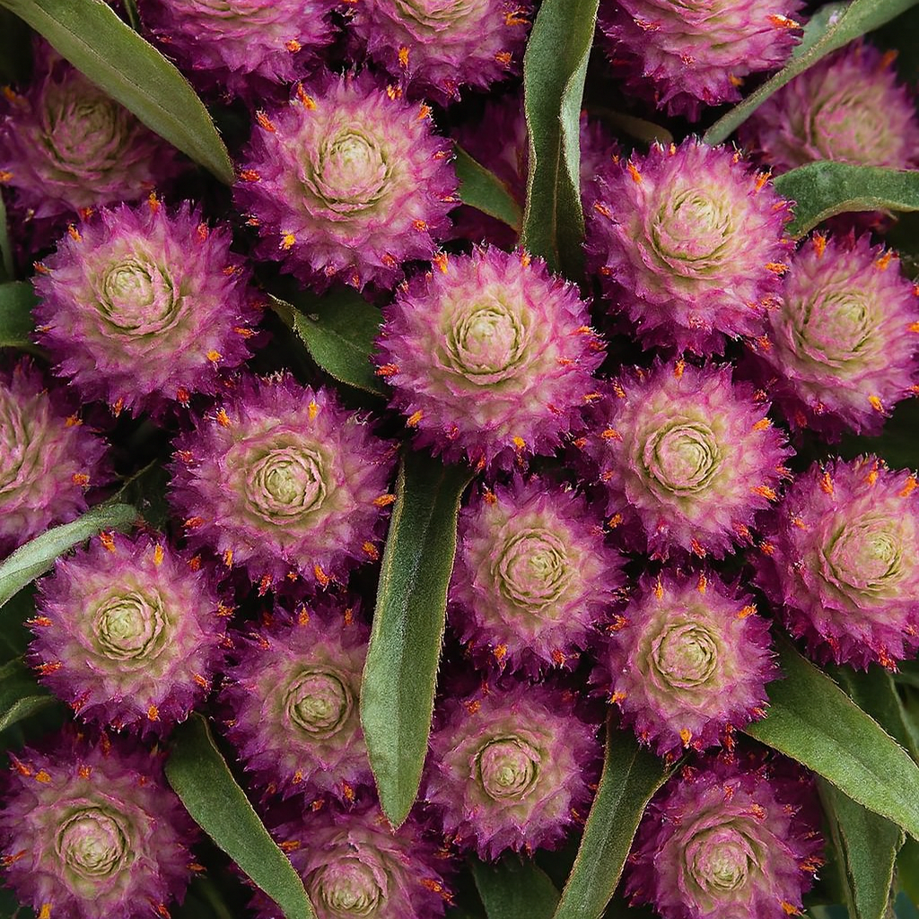 Almanac Planting Co: Square close-up of purple Gomphrena flowers with layered bracted blooms and green foliage, ideal for dried flower projects and cut-flower arrangements.