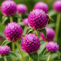 Almanac Planting Co: Gomphrena ‘Sequin’ featuring vibrant magenta globe-shaped flowers with layered bracts
