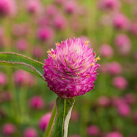 Almanac Planting Co: Gomphrena 'Sequin' bloom showing bright pink globe-shaped bracts in full sun garden setting