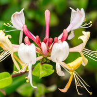 Graham Thomas Honeysuckle