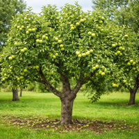 Almanac Planting Co: Granny Smith Apple tree growing in a sunny orchard with green apples on the branches