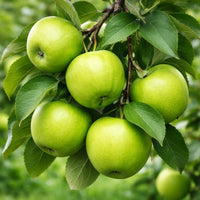 Almanac Planting Co: Close-up of Granny Smith apples ripening on the apple tree branch