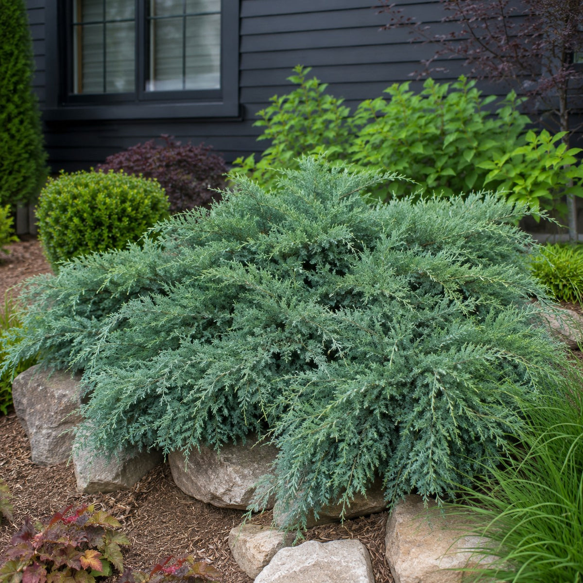 Almanac Planting Co: Grey Owl Juniper with silvery blue-green foliage spreading over landscape boulders beside a modern black-sided home