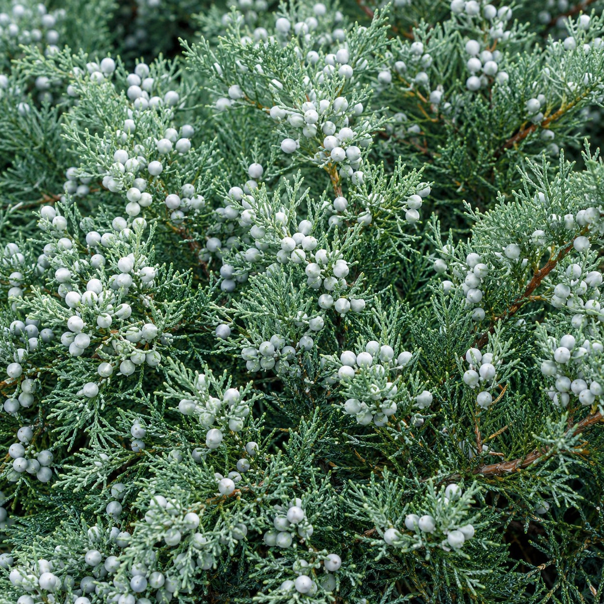 Almanac Planting Co: Close-up of Grey Owl Juniper showing dense silvery blue-green foliage covered in pale blue waxy juniper cones