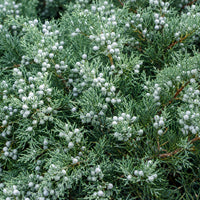Almanac Planting Co: Close-up of Grey Owl Juniper showing dense silvery blue-green foliage covered in pale blue waxy juniper cones