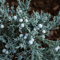 Almanac Planting Co: Close-up of Grey Owl Juniper showing blue-gray foliage and pale blue juniper cones above brown mulch