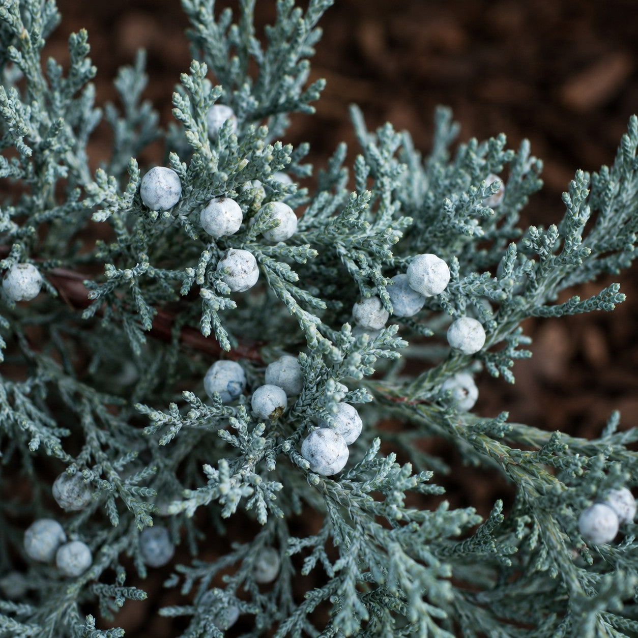 Almanac Planting Co: Close-up of Grey Owl Juniper showing blue-gray foliage and pale blue juniper cones above brown mulch