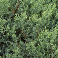 Almanac Planting Co: Tight close-up of Grey Owl Juniper showing fine blue-green evergreen foliage with fresh light-green tips