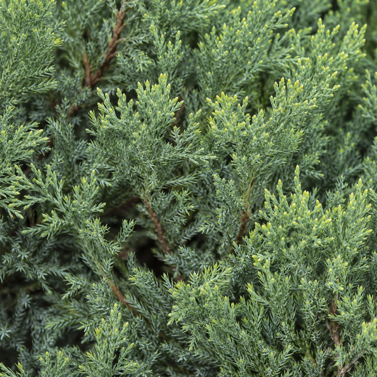Almanac Planting Co: Tight close-up of Grey Owl Juniper showing fine blue-green evergreen foliage with fresh light-green tips