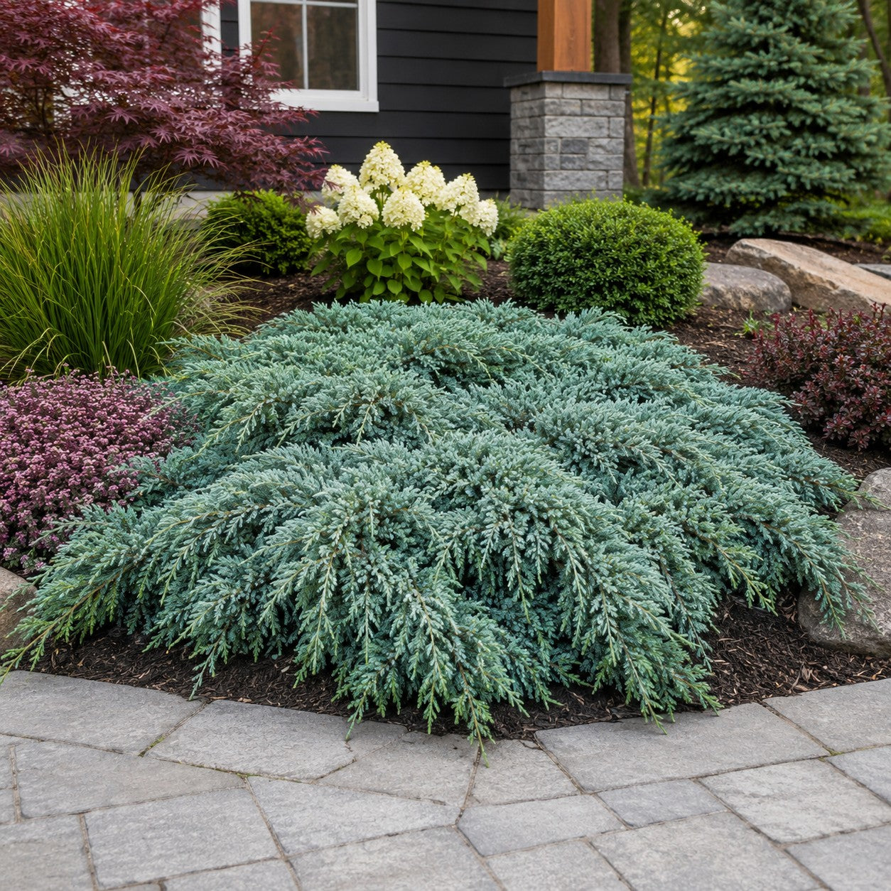 Almanac Planting Co: Mature Grey Owl Juniper forming a broad low mound beside a curved paver walkway in an upscale landscape