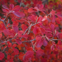 Almanac Planting Co: Close-up of Gro-Low Fragrant Sumac showing deep crimson fall leaves and textured gray stems