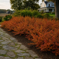 Gro-Low Fragrant Sumac
