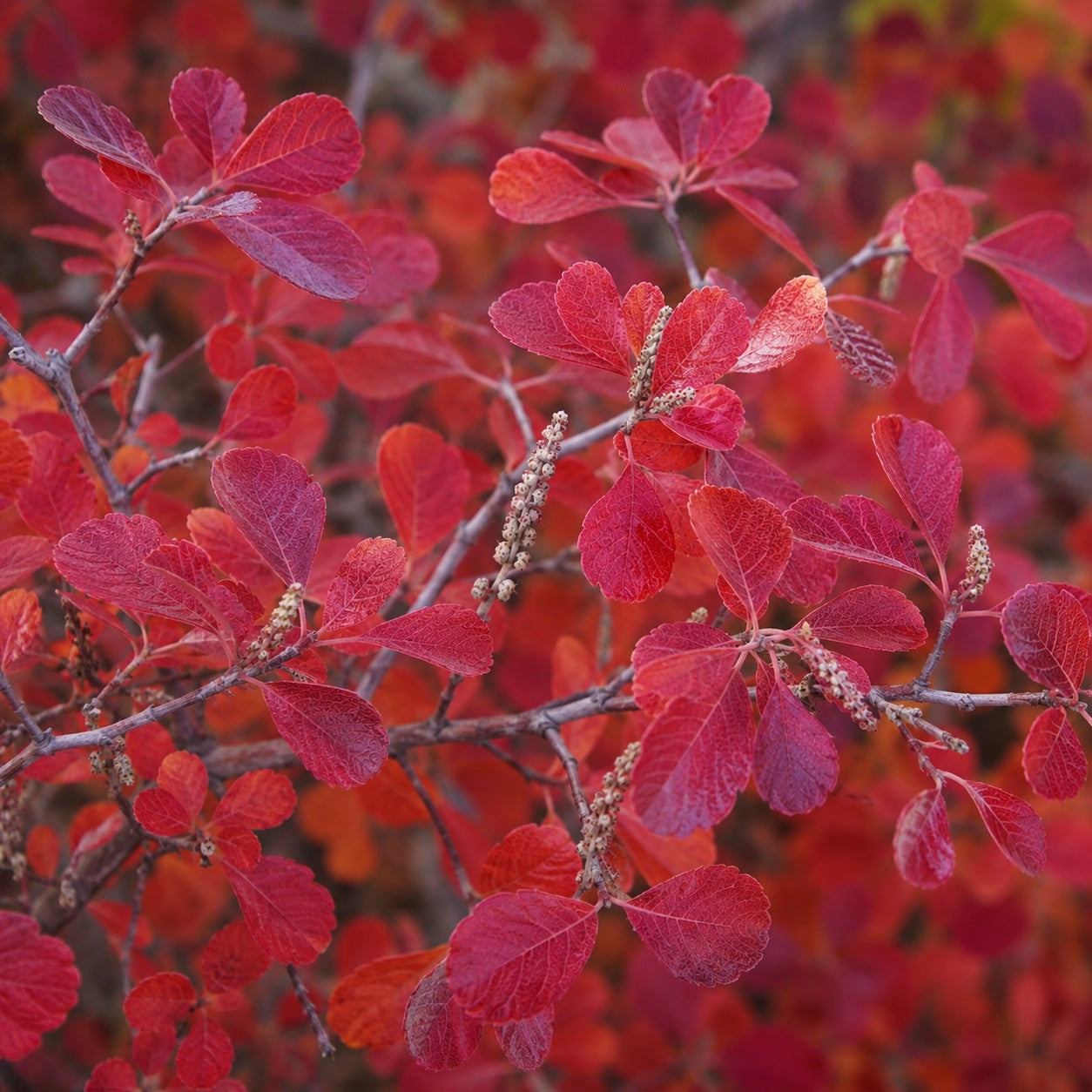 Gro-Low Fragrant Sumac