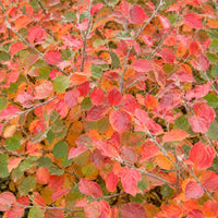 Gro-Low Fragrant Sumac
