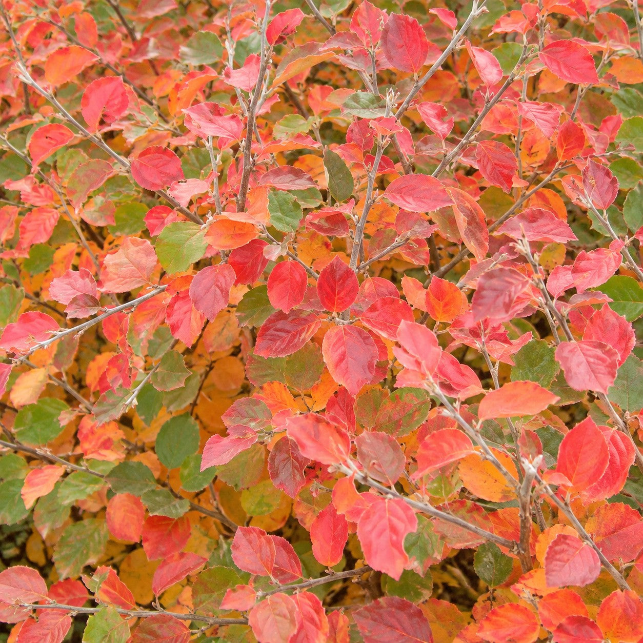 Gro-Low Fragrant Sumac