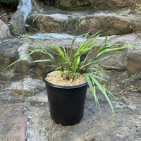 Almanac Planting Co: Traditional Hakone Grass (Hakonechloa macra) in a black pot on a natural stone staircase. This ornamental grass is perfect for shaded garden areas, providing a lush, cascading effect with its graceful, arching leaves. Ideal for enhancing garden landscapes with its vibrant green foliage and elegant appearance.