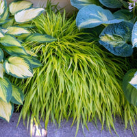 Almanac Planting Co Hakone Grass 'All Gold' (Hakonechloa macra ﻿'All Gold'). Golden Japanese Forest Grass growing in a flowerbed next to a house and along a sidewalk.