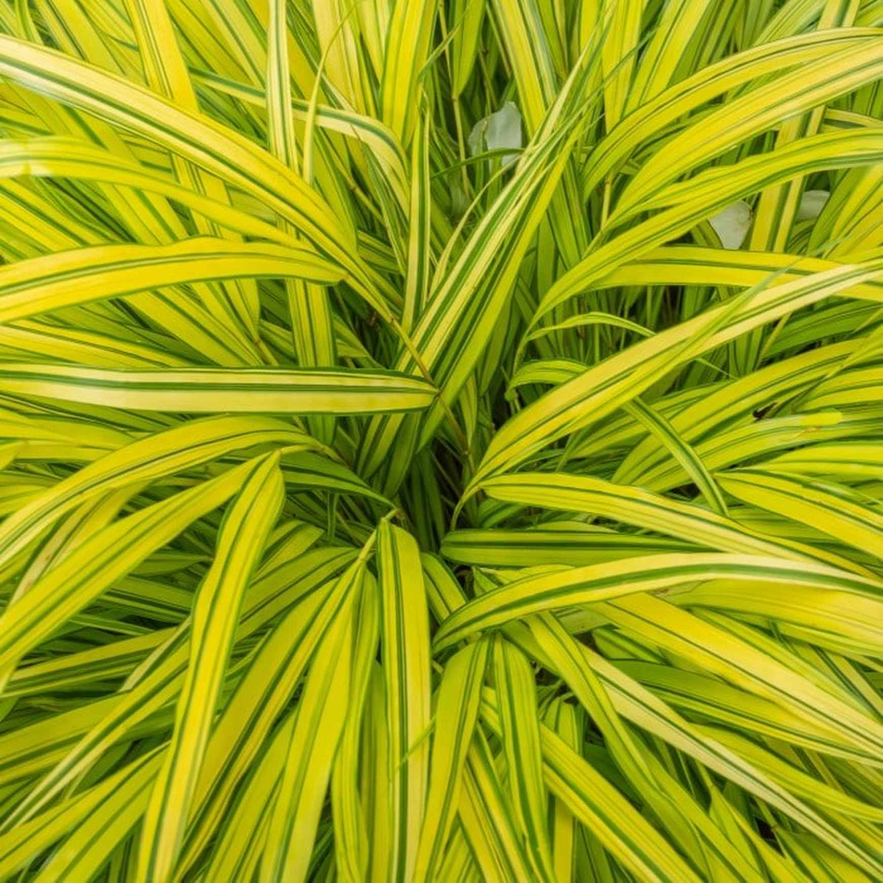 Almanac Planting Co Hakone Grass 'Aureola' (Hakonechloa macra ﻿'Aureola'). A close up image of the variegated Japanese Forest Grass.