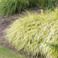 Almanac Planting Co: Hakone Lemon Zest (Hakonechloa macra 'Lemon Zest') features striking golden foliage that adds a vibrant touch to garden landscapes. This ornamental grass, perfect for shaded areas, creates a lush, cascading effect, making it ideal for ground cover or accent plantings. 