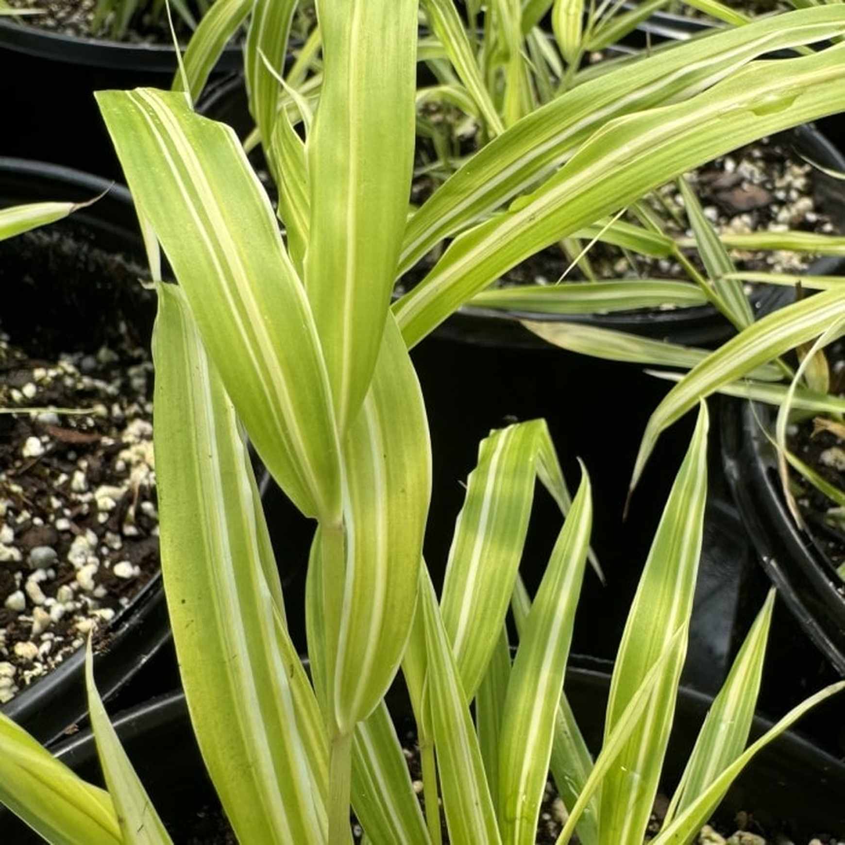 Lemon Zest Hakone Grass | Hakonechloa macra 'Lemon Zest' – Almanac