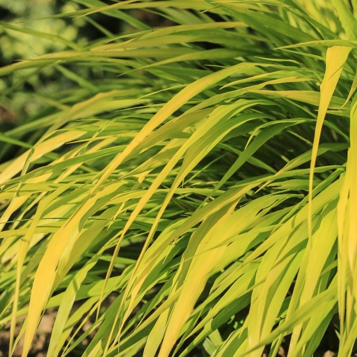 Almanac Planting Co Hakone Grass 'All Gold' (Hakonechloa macra ﻿'All Gold'). A close-up view of gold Japanese Forest Grass.