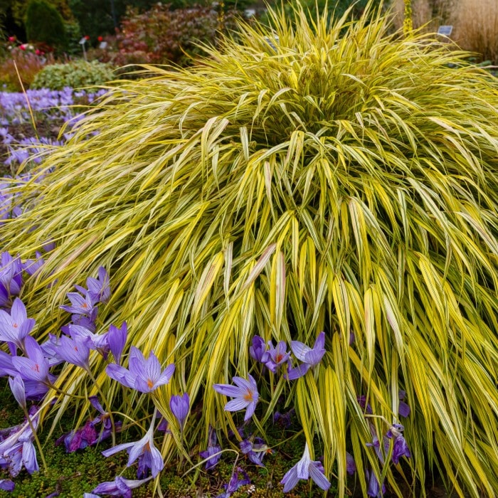 Almanac Planting Co Hakone Grass 'Aureola' (Hakonechloa macra ﻿'Aureola'). The grass is growing in a large, mature cluster next to purple flowers.