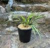 Almanac Planting Co: Traditional Hakone Grass (Hakonechloa macra) in a black pot on a natural stone staircase. This ornamental grass is perfect for shaded garden areas, providing a lush, cascading effect with its graceful, arching leaves. Ideal for enhancing garden landscapes with its vibrant green foliage and elegant appearance.