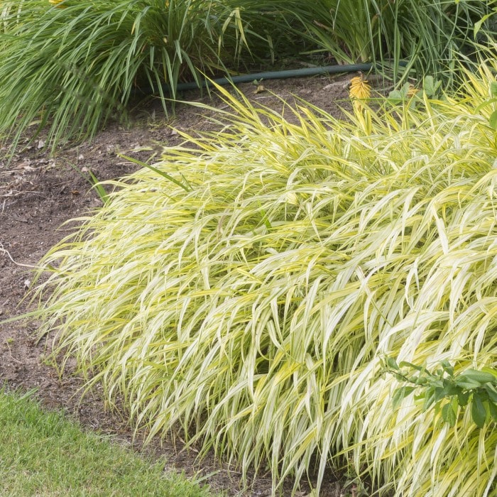 Almanac Planting Co: Hakone Lemon Zest (Hakonechloa macra 'Lemon Zest') features striking golden foliage that adds a vibrant touch to garden landscapes. This ornamental grass, perfect for shaded areas, creates a lush, cascading effect, making it ideal for ground cover or accent plantings. 