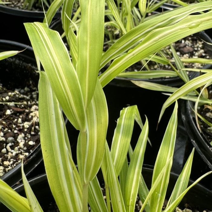 Almanac Planting Co: Hakonechloa macra 'Lemon Zest' (Golden Japanese Forest Grass) displays vibrant yellow and green striped foliage, perfect for adding a bright accent to shady garden spots. This low-maintenance, shade-loving ornamental grass thrives in containers or as ground cover, providing a striking visual appeal. 