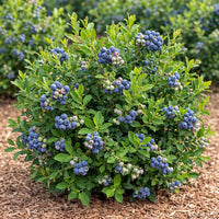 Almanac Planting Co: Northcountry half-high blueberry shrub covered in ripe blue berries growing in a garden bed
