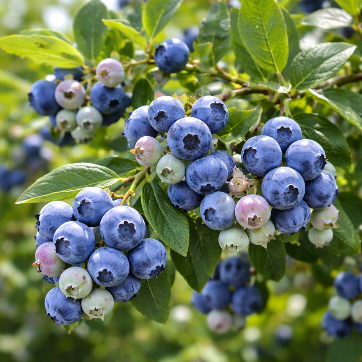 Almanac Planting Co: Close-up of ripe Northcountry blueberries growing on a branch with green leaves