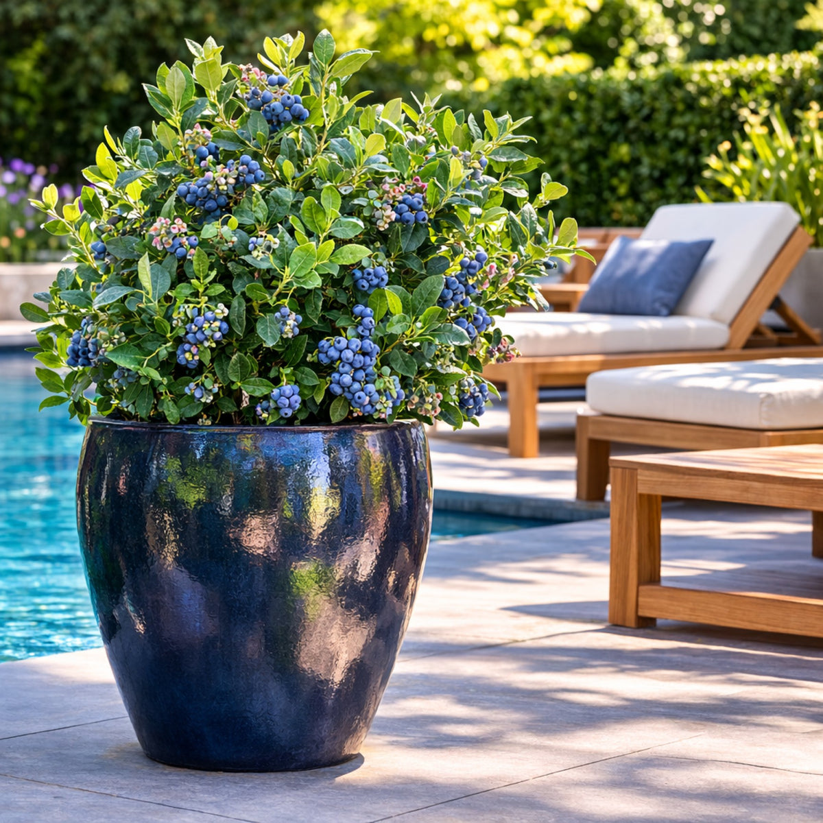 Almanac Planting Co: Vaccinium 'Ornablue' half-high blueberry growing in a blue ceramic container beside a pool