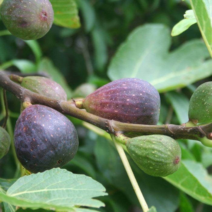Almanac Planting Co Chicago Hardy Fig Tree (Ficus carica 'Chicago Hardy'). Ripe figs on the branch!