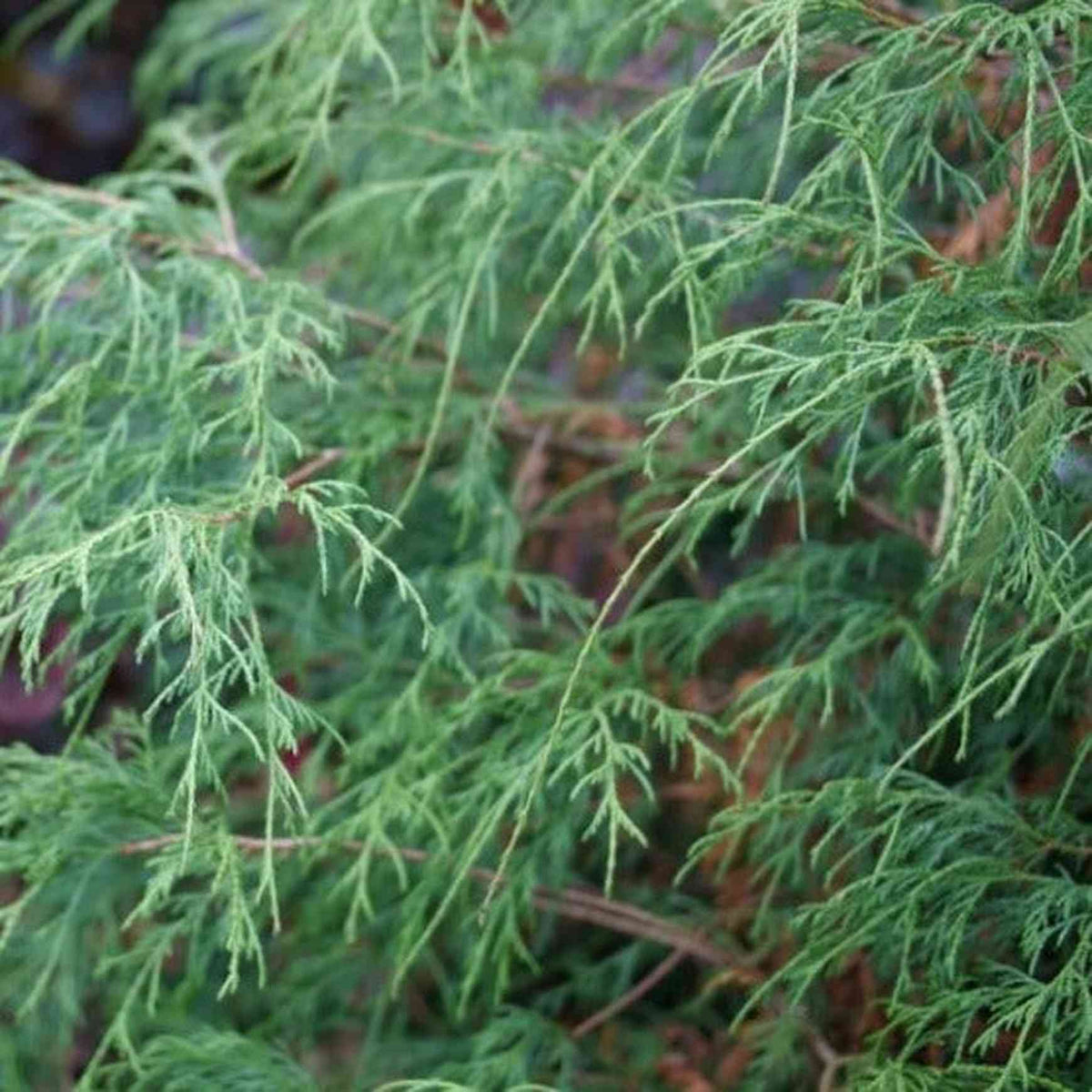 Almanac Planting Co Haywire™ False Cypress. A close up image of the soft, thread leaf foliage.