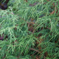 Almanac Planting Co Haywire™ False Cypress. A close up image of the soft, thread leaf foliage.