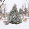 Almanac Planting Co Haywire™ False Cypress covered in snow in the winter. The tree is maintaining its green, evergreen foliage.. 