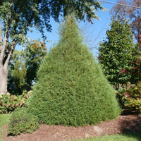 Almanac Planting Co Haywire™ False Cypress. The tree is large and pyramidal.