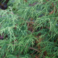 Almanac Planting Co Haywire™ False Cypress. A close up image of the soft, thread leaf foliage.