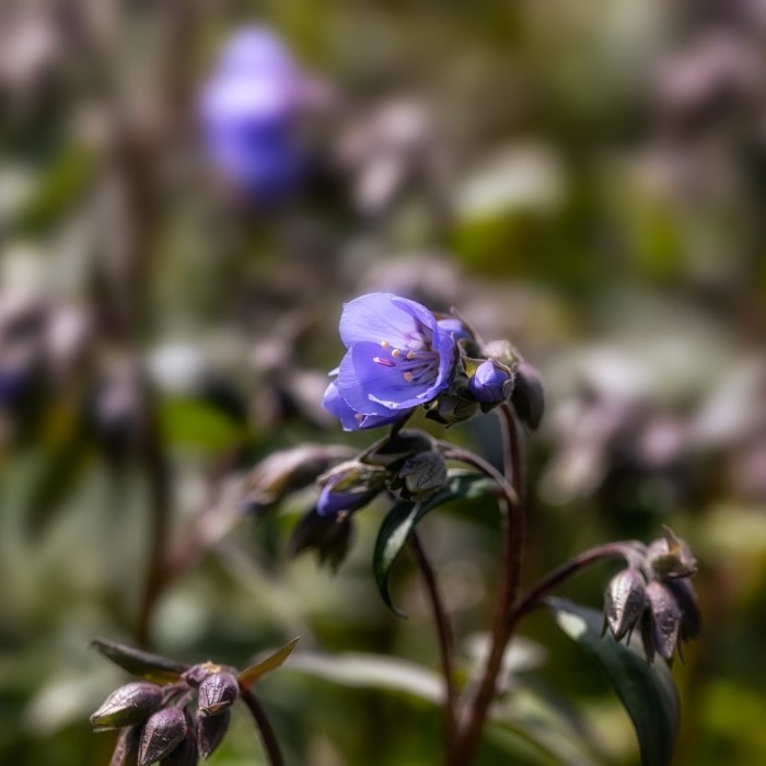 Almanac Planting Co: Delicate 'Heaven Scent' Jacob's Ladder (Polemonium) with its striking blue petals and lush foliage, a perfect plant for adding serene blue hues to partial-shade garden spots.