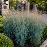 Almanac Planting Co: Heavy Metal Switch Grass with upright blue-green clumps and airy seedheads along a gated stone driveway entrance