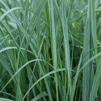 Almanac Planting Co: Close-up of Heavy Metal Switch Grass showing long upright blue-green ornamental grass blades