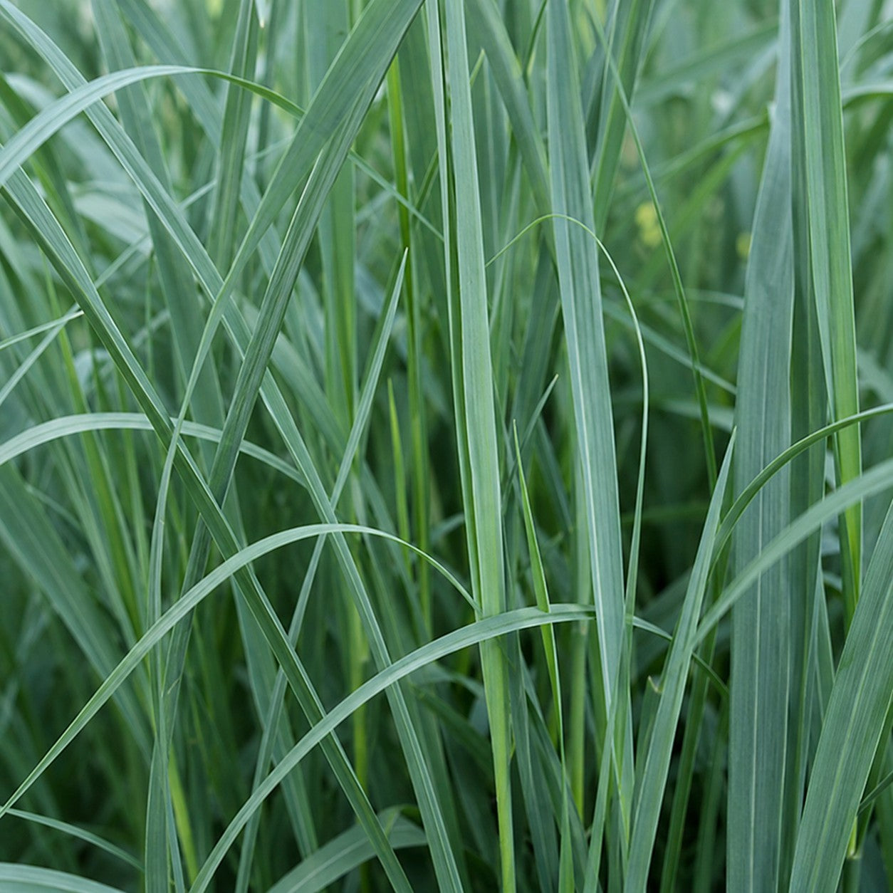 Almanac Planting Co: Close-up of Heavy Metal Switch Grass showing long upright blue-green ornamental grass blades
