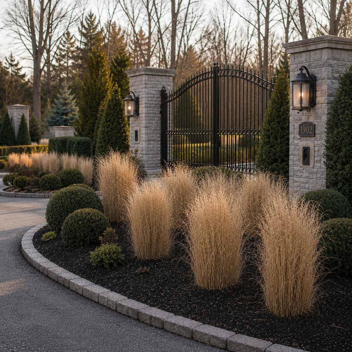 Almanac Planting Co: Dormant Heavy Metal Switch Grass with golden-tan winter clumps beside a curved driveway and black iron gate