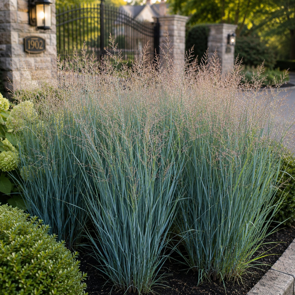 Almanac Planting Co: Heavy Metal Switch Grass with upright blue-green clumps and airy seedheads along a gated stone driveway entrance