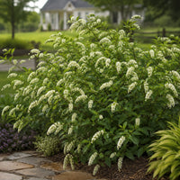 Virginia Sweetspire 'Henry's Garnet'