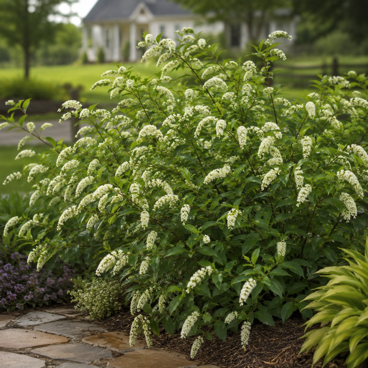Virginia Sweetspire 'Henry's Garnet'