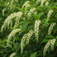 Virginia Sweetspire 'Henry's Garnet'