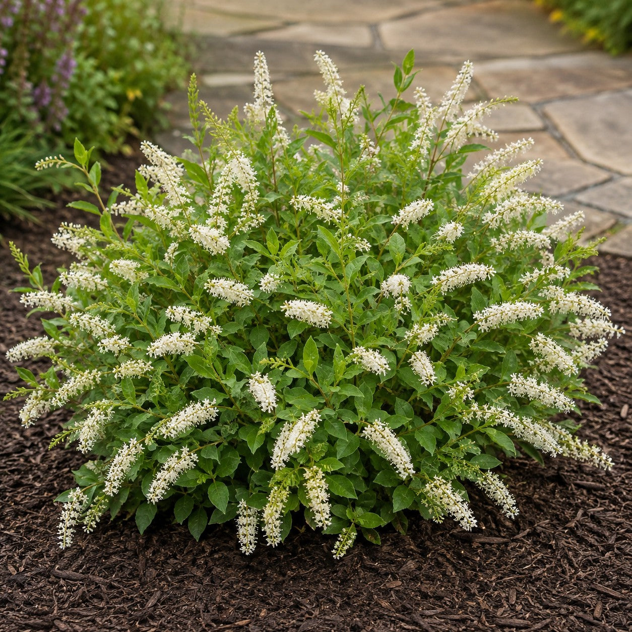 Virginia Sweetspire 'Henry's Garnet'