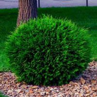 Almanac Planting Co Thuja occidentalis 'Hetz Midget' arborvitae. The evergreen shrub is mature, globe shaped, and in a bed of landscaping stone.